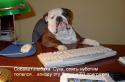 74212_english-bulldog.