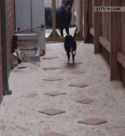 74393_2068.