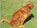 7447golden-retriever-dog-pictures.