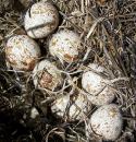 74574px-Quail_eggs.