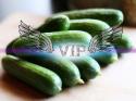 74780_news-2013-Juni-cucumber_751920345.