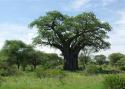 74836_Baobab-01-a.