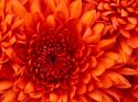 74837_Chrysanthemum.