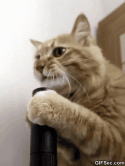 74910_Funny-Cat-GIF.