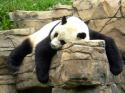 74922_panda-3.