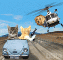 749318-funny-animal-gif-animation.