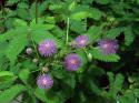 75001_mimosa_pudica8.