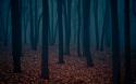 75072_dark_forest_wallpaper.