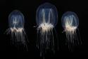 7585jellyfish.