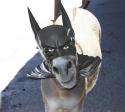 76178_BatDonkey.