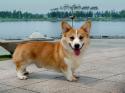 76324_wallcoo_com_Pembroke_Welsh_Corgi_picture_85487.