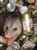 7639opossum_beer.