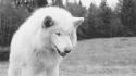 76414_tumblr_m1psltzdVE1r0gbfjo1_500.