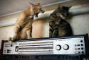 766cats-33.