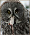 77097_Bubo_4.