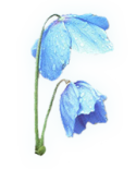 77297_meconopsis.