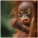 77352_1301942152_these_funny_animals_657_03.