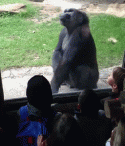 77494_gorilla.
