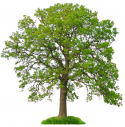 77582_bigstockphoto_isolated_tree_1220034_0.