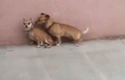 77603_awkward-moment-gif-dog-hump.