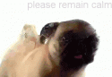 77644_pug_please_remain_calm.