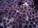 77857_sea_urchins__10.