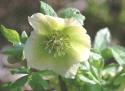 7801helleborus.