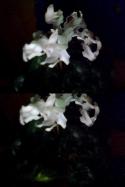 78294_Izobragenie_051-vert.