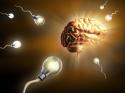 78328_Brain-and-Brillant-Sperm.