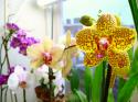 7840OrchidPhalaenopsis02.