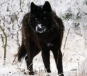 78449_wolf.