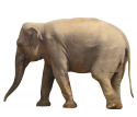 78530_Elephas_maximus_bengalensis02_1920.