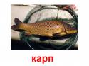 78796_karp.