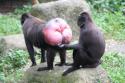 78798_Un-macaque.