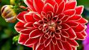 7901red-dahlia-1920-1080-5419.