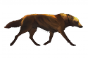 79060_wollf.
