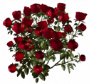 79380_84541805_kust_roz.
