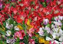 79483_Alstroemeria_1.