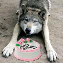 79540_happy_wolf_day.