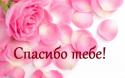 7967_big_3558_oboi_rozovye_lepestki.