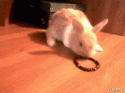 79855_gifpal-20131118164744.