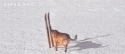 7_DogSkiiAway.