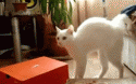 8029tumblr_lq10zfDHCR1qzrlhgo2_250.