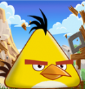 80311_chak_ptica.
