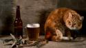 80566_cat_beer_glass_observation_still_life_35303_1920x1080.