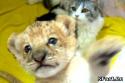 80747_tigr.