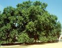 81004_Platanus_orientalis5.