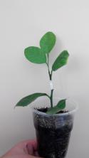 81015_sinensis.