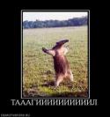 8119670610_taaagiiiiiiiiiilll_thumbnail.