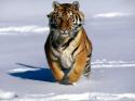 81342_amur_tiger_2.